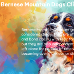 are bernese mountain dogs clingy 1