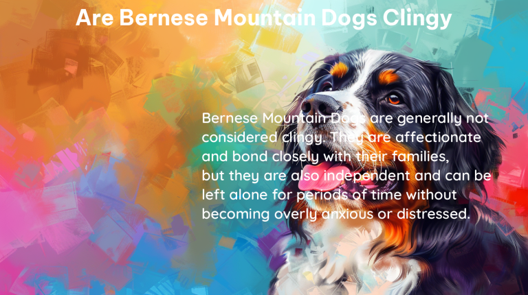 are bernese mountain dogs clingy 1