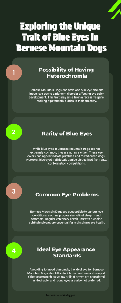 bernese dog blue eye infographic