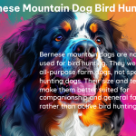 bernese mountain dog bird hunting 3