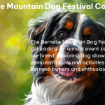 bernese mountain dog festival colorado