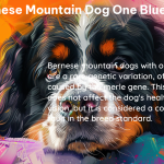 bernese mountain dog one blue eye