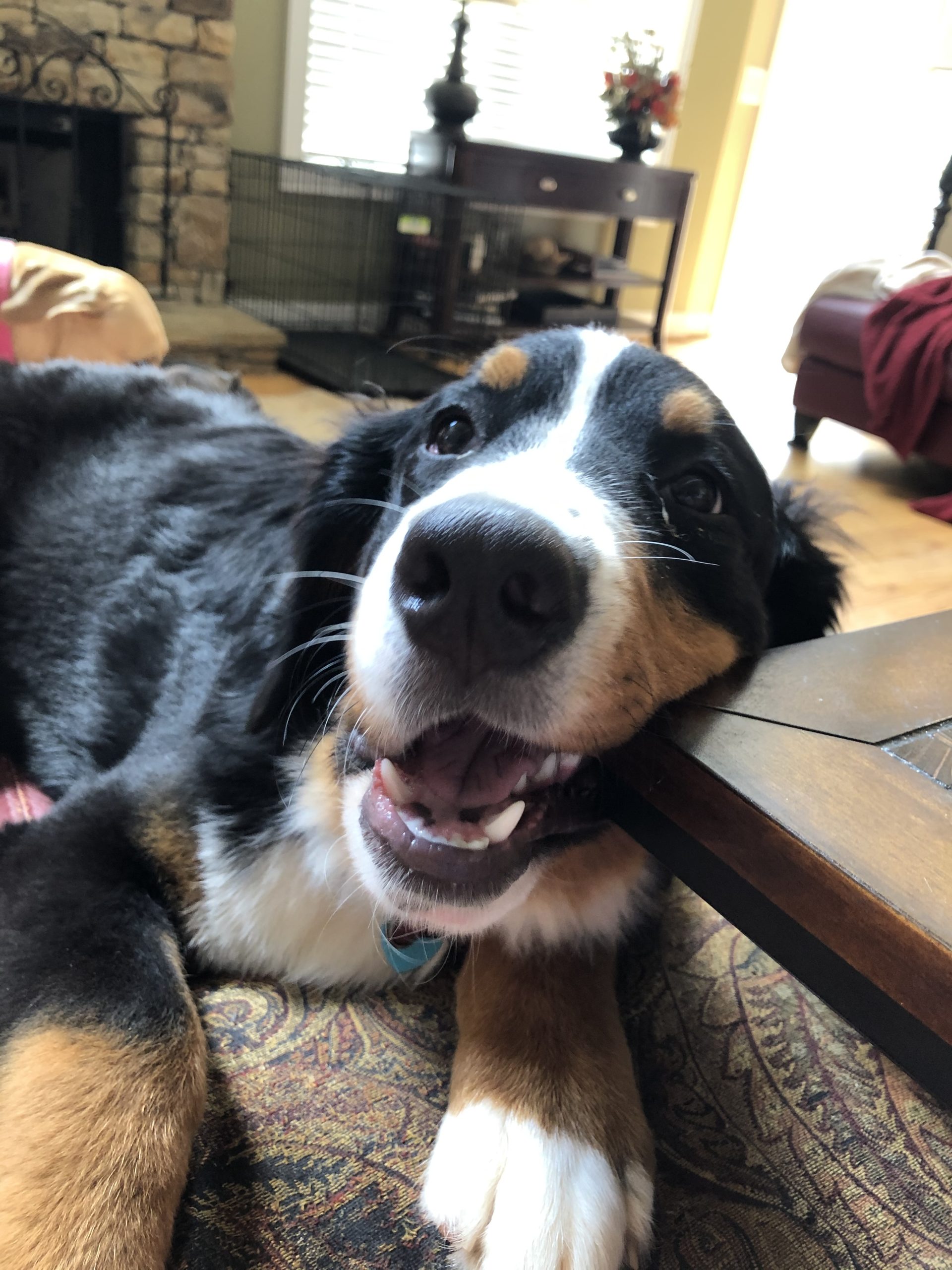 bernese mountain dog jumping in bushes