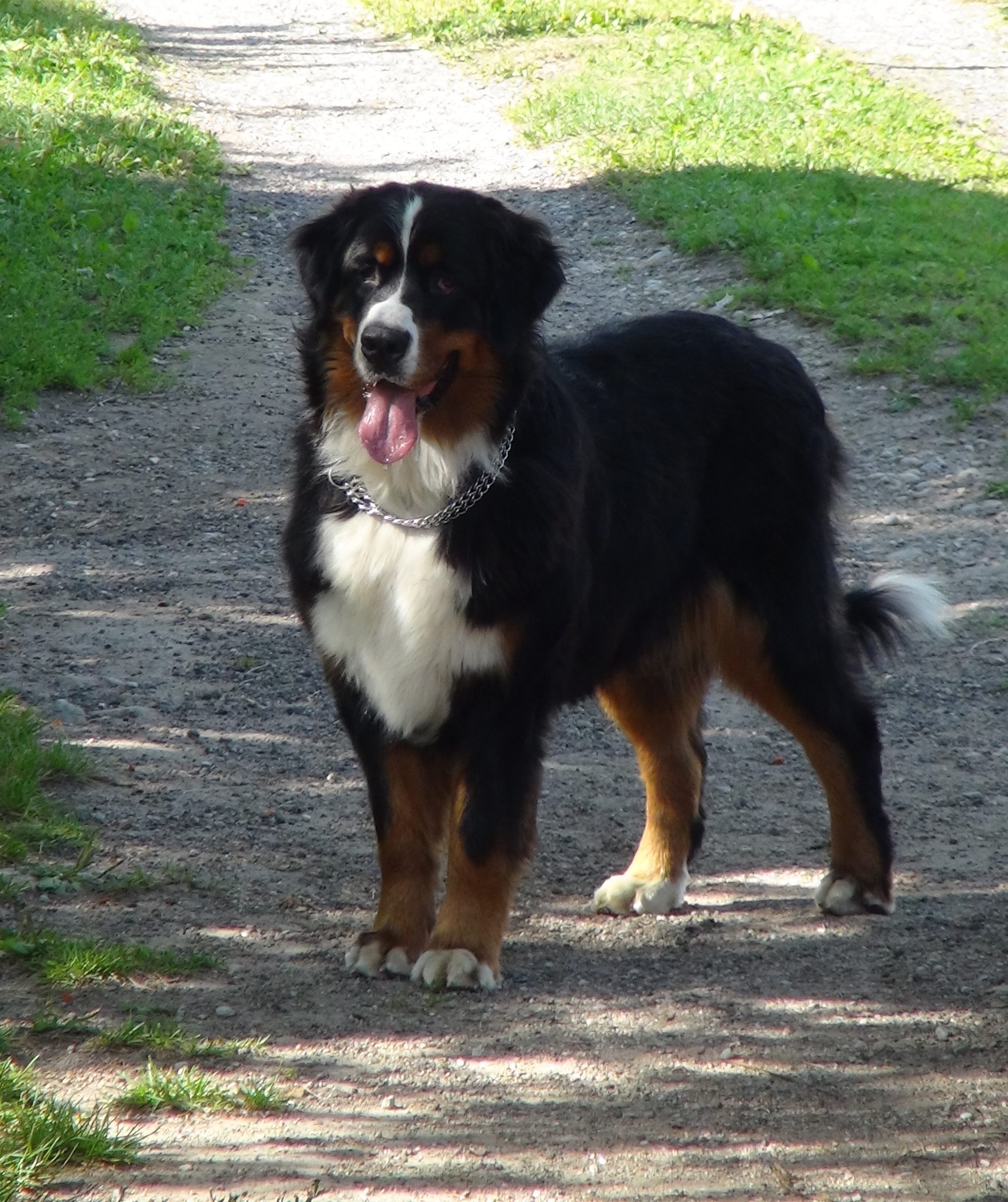 different colors of bernese mountain dogs