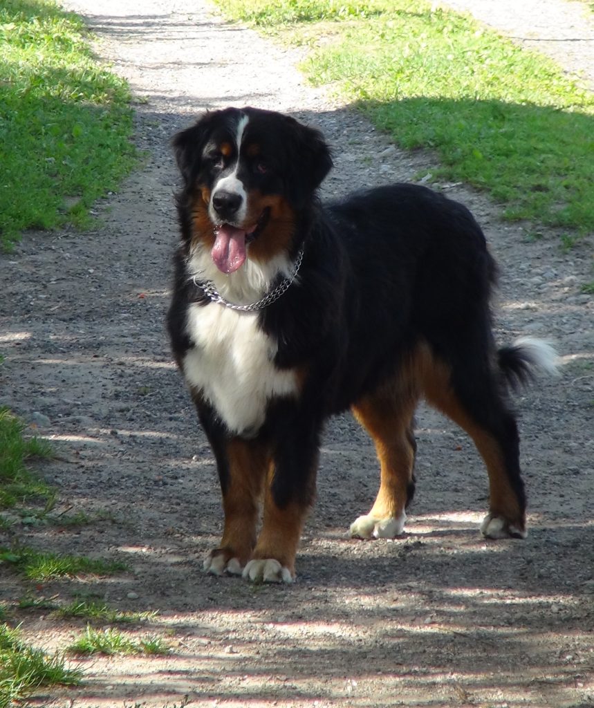 barnese mountain dog 