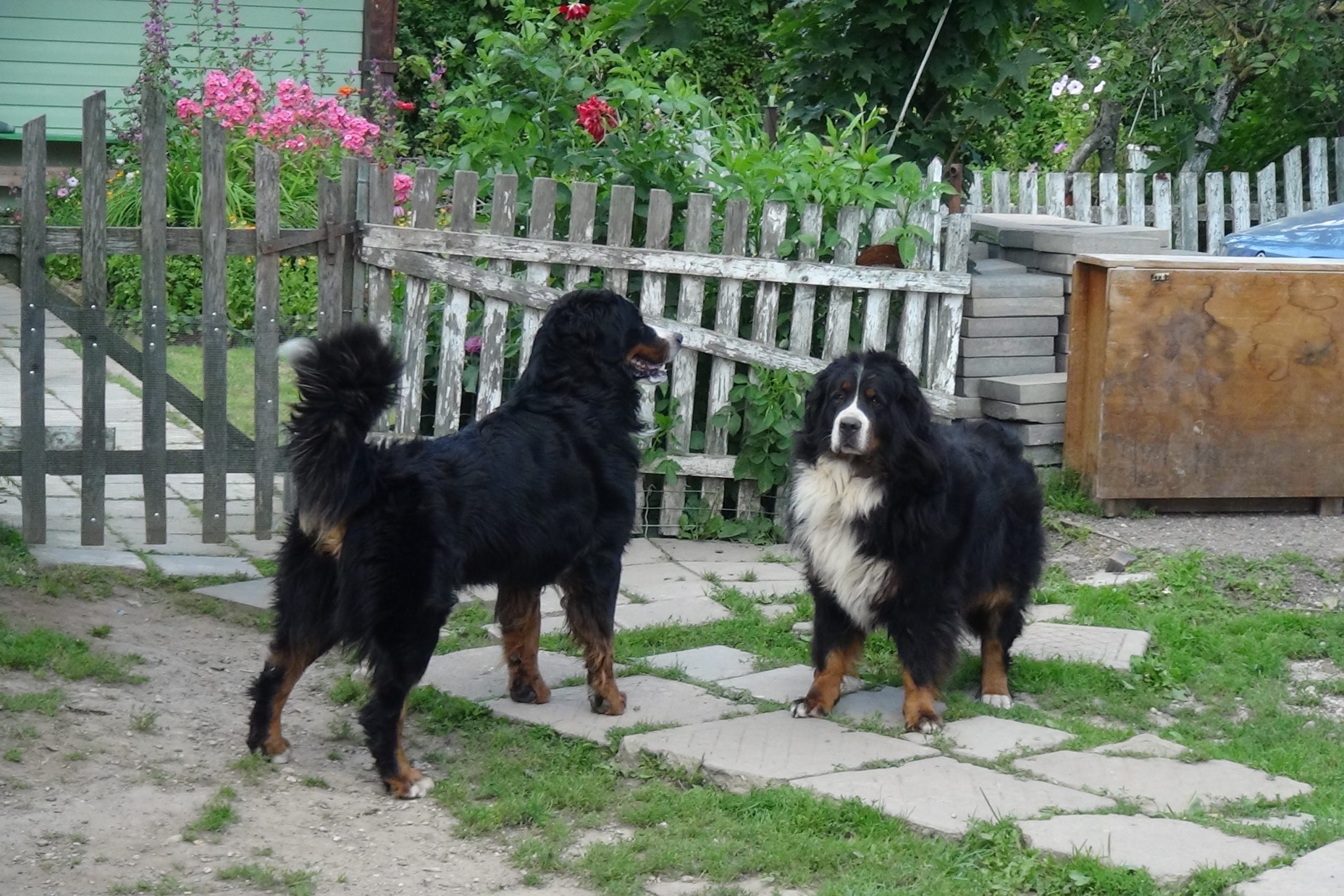 bernese mountain dog scared of everything