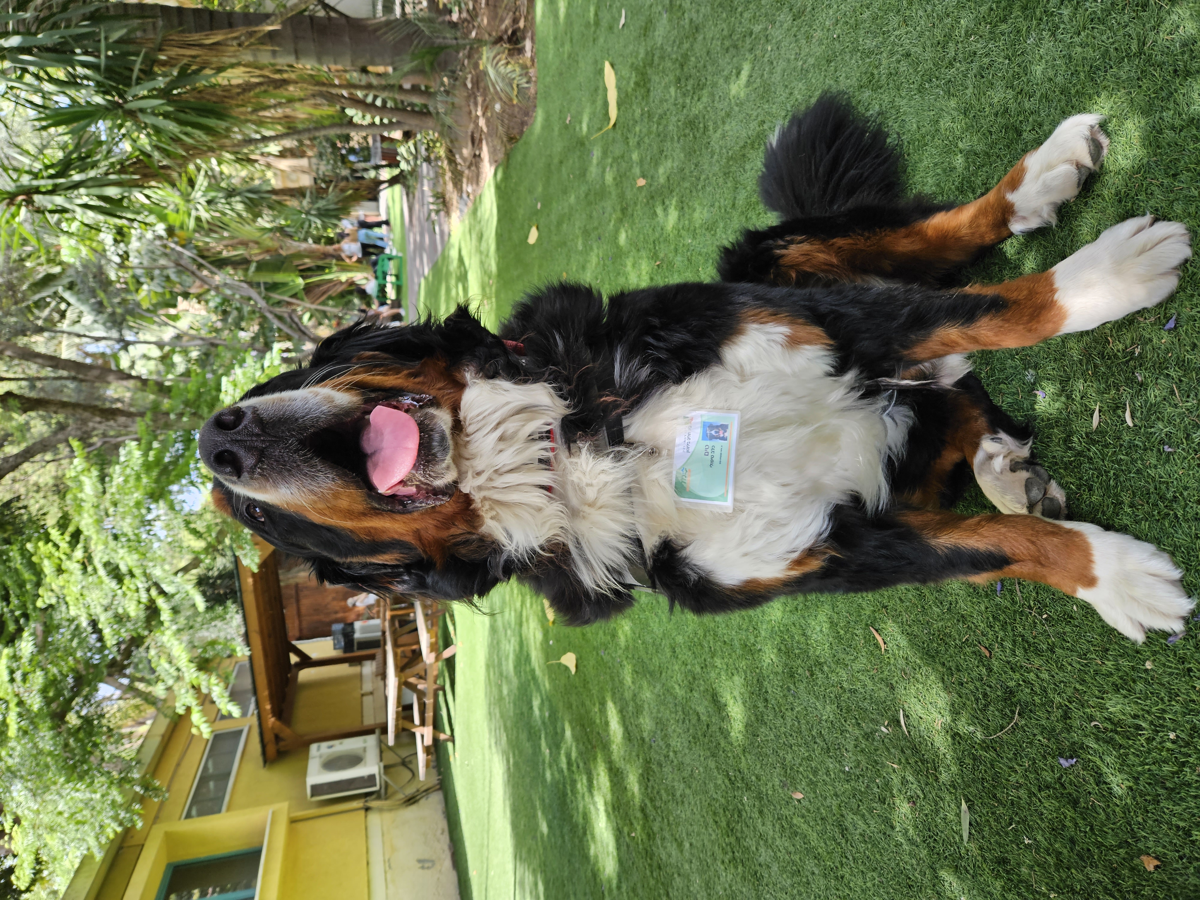 bernese mountain dog cat friendly