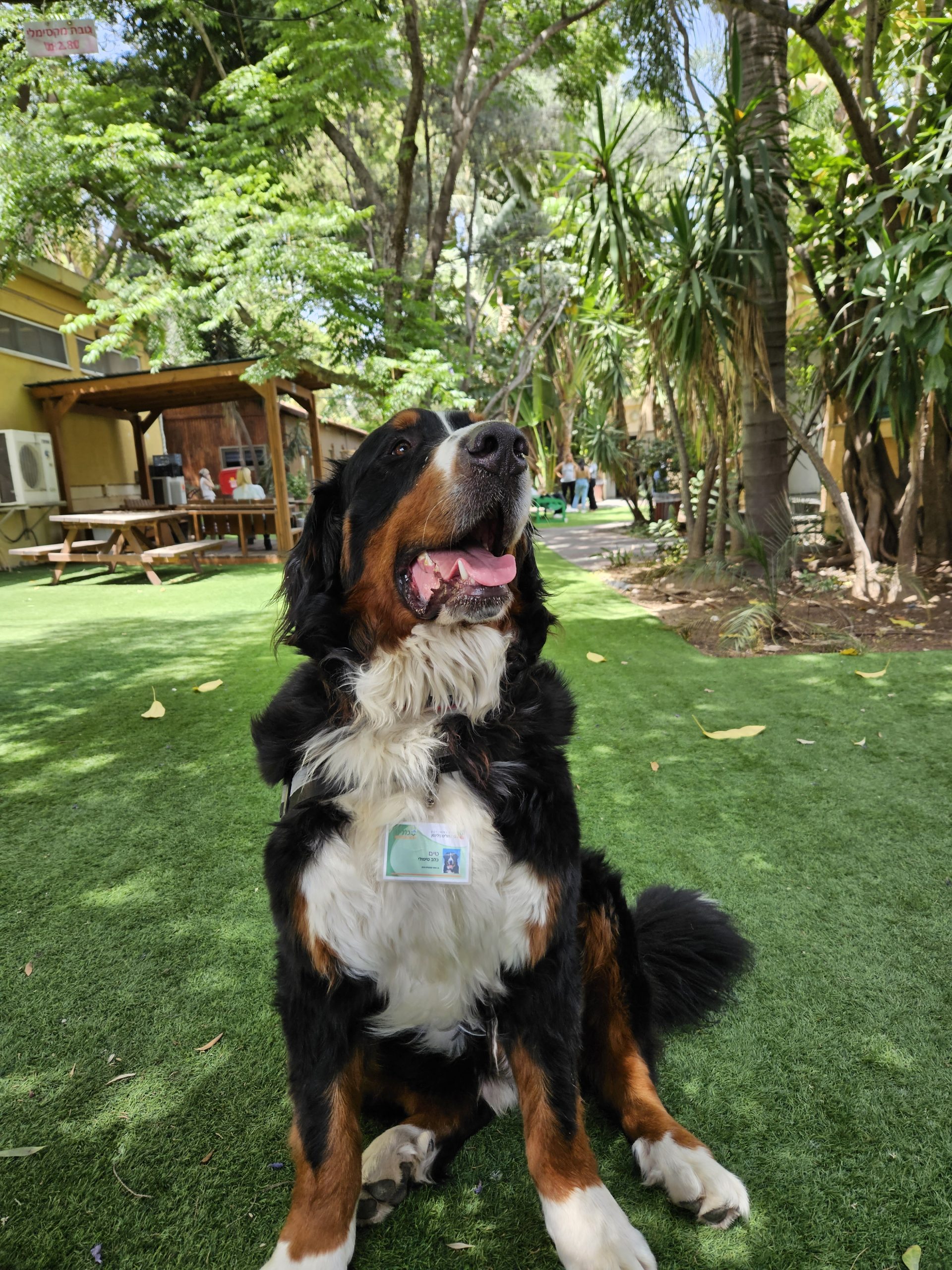 bernese mountain dog tail curl