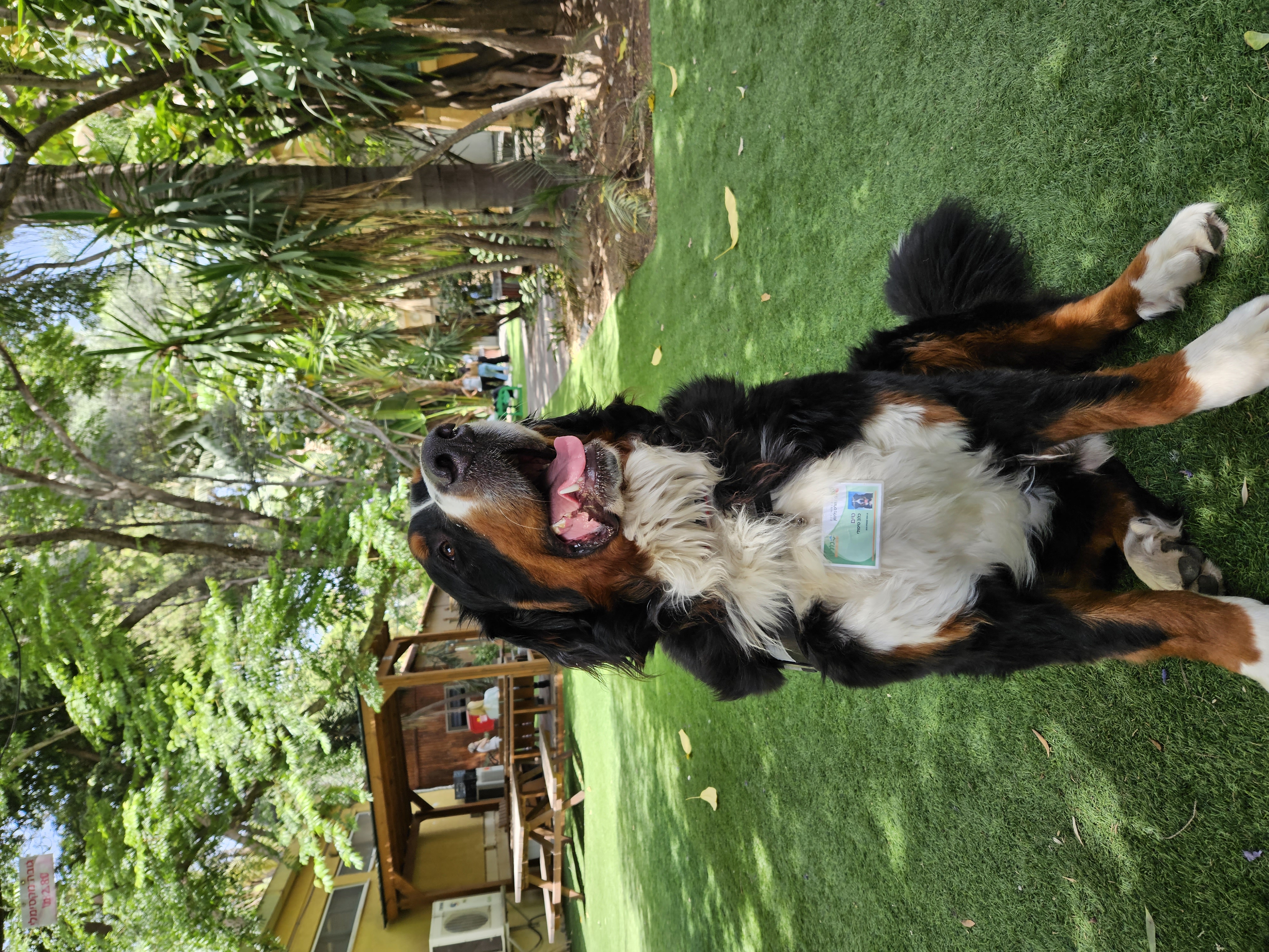 bernese mountain dog bears