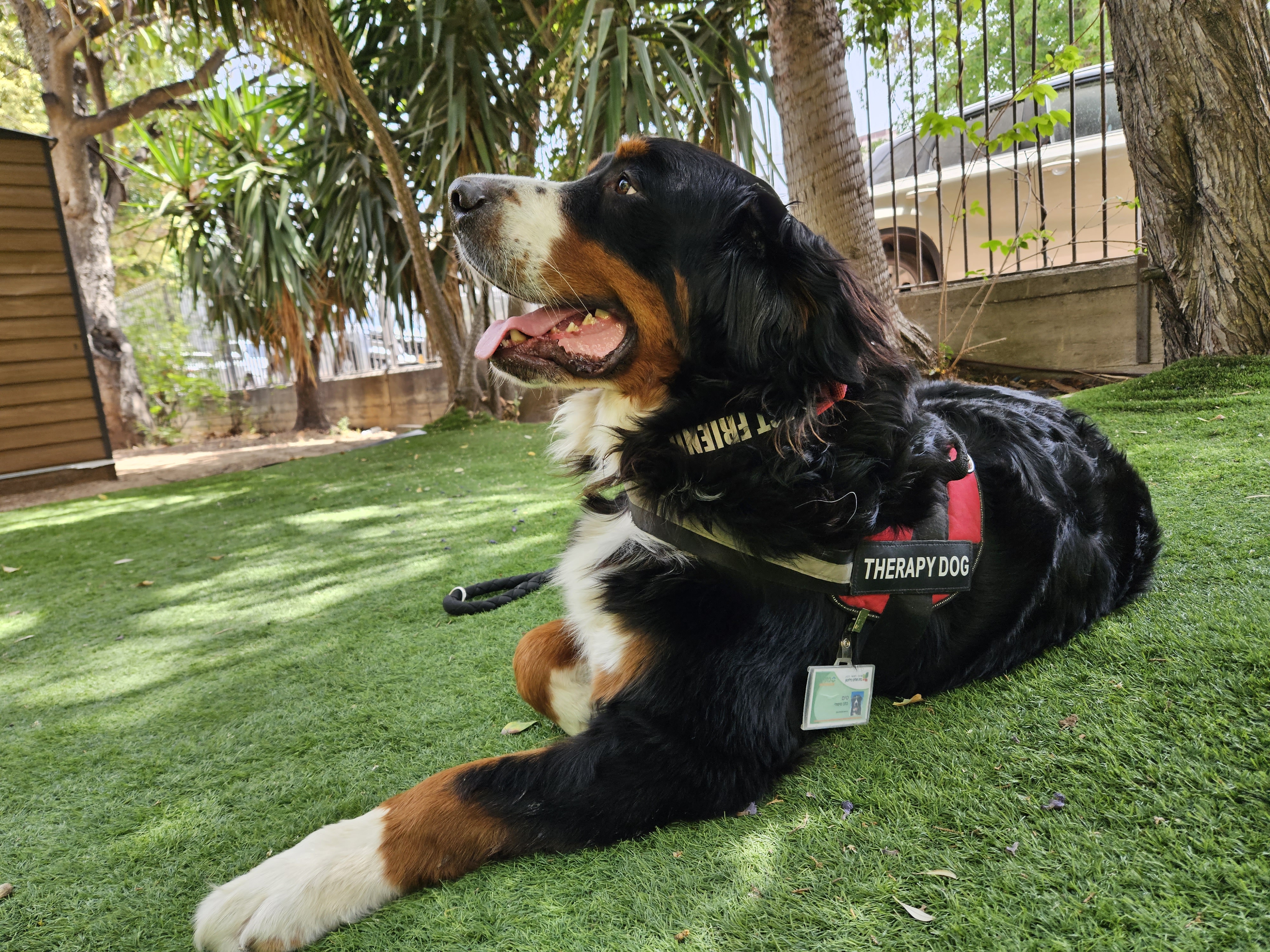 bernese mountain dog killing chickens