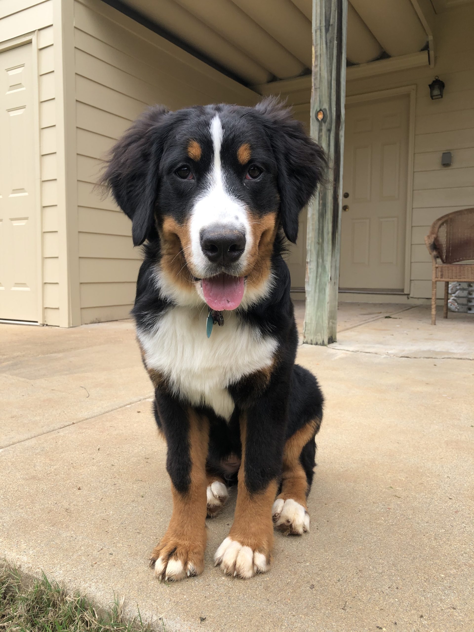 bernese mountain dog attacks coyote