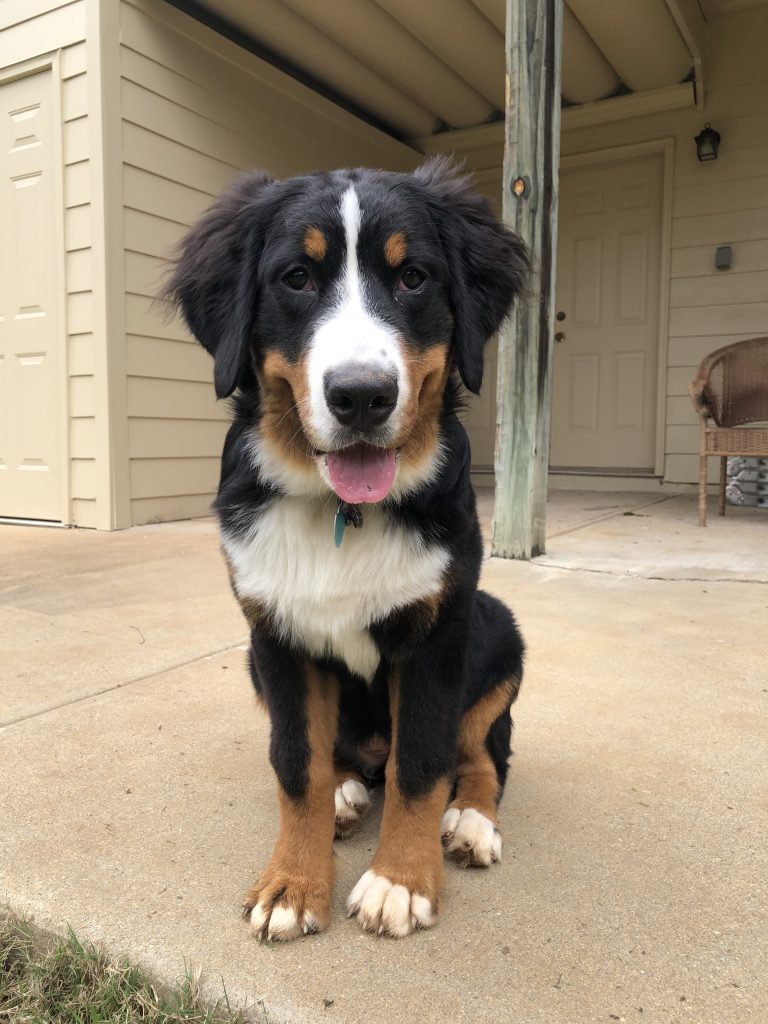 bernese mountain dog 2