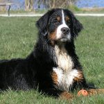 bernese mountain dog 3