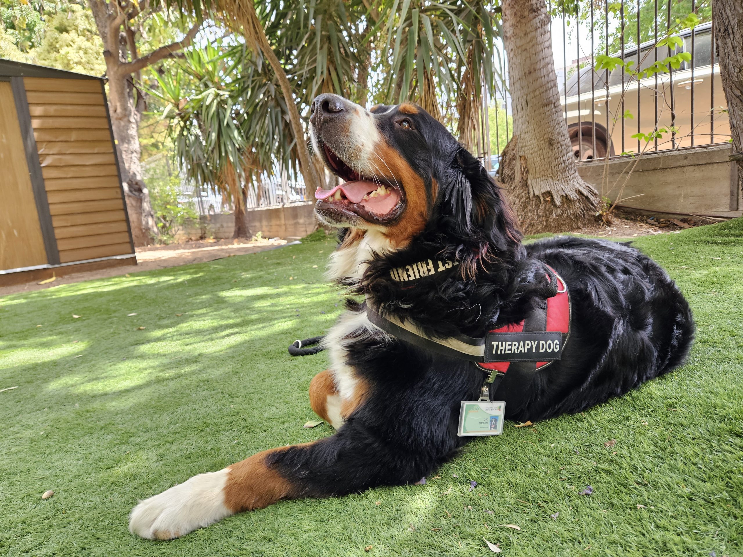 bernese mountain dog sitting on feet