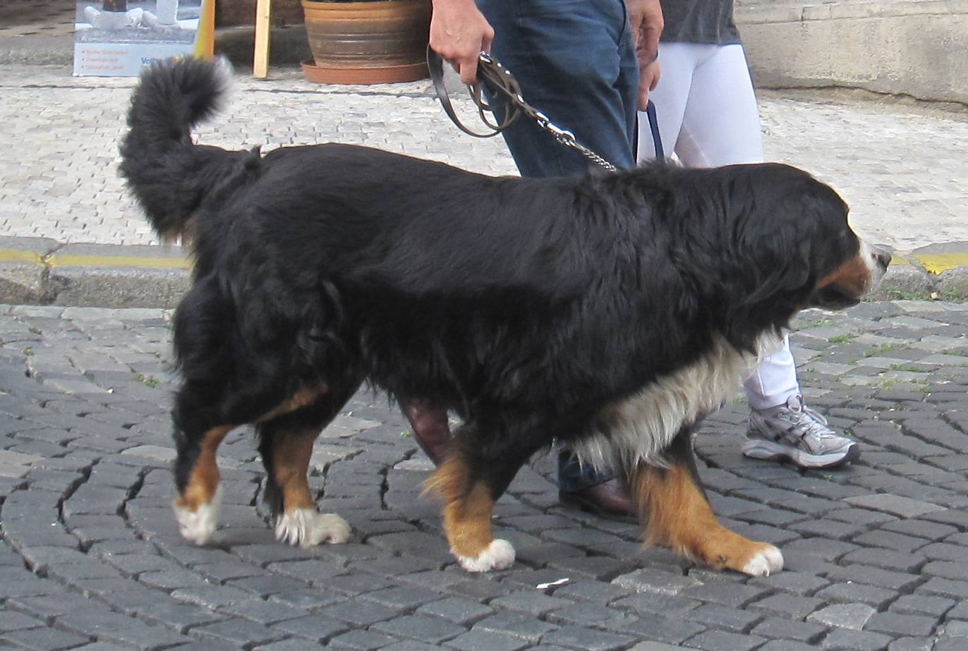 bernese mountain dog attacks child