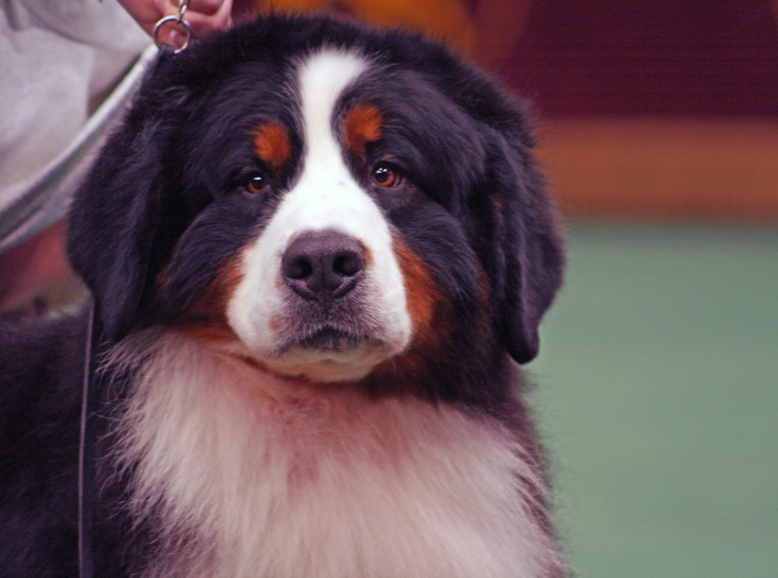 are bernese mountain dogs protective of their owners