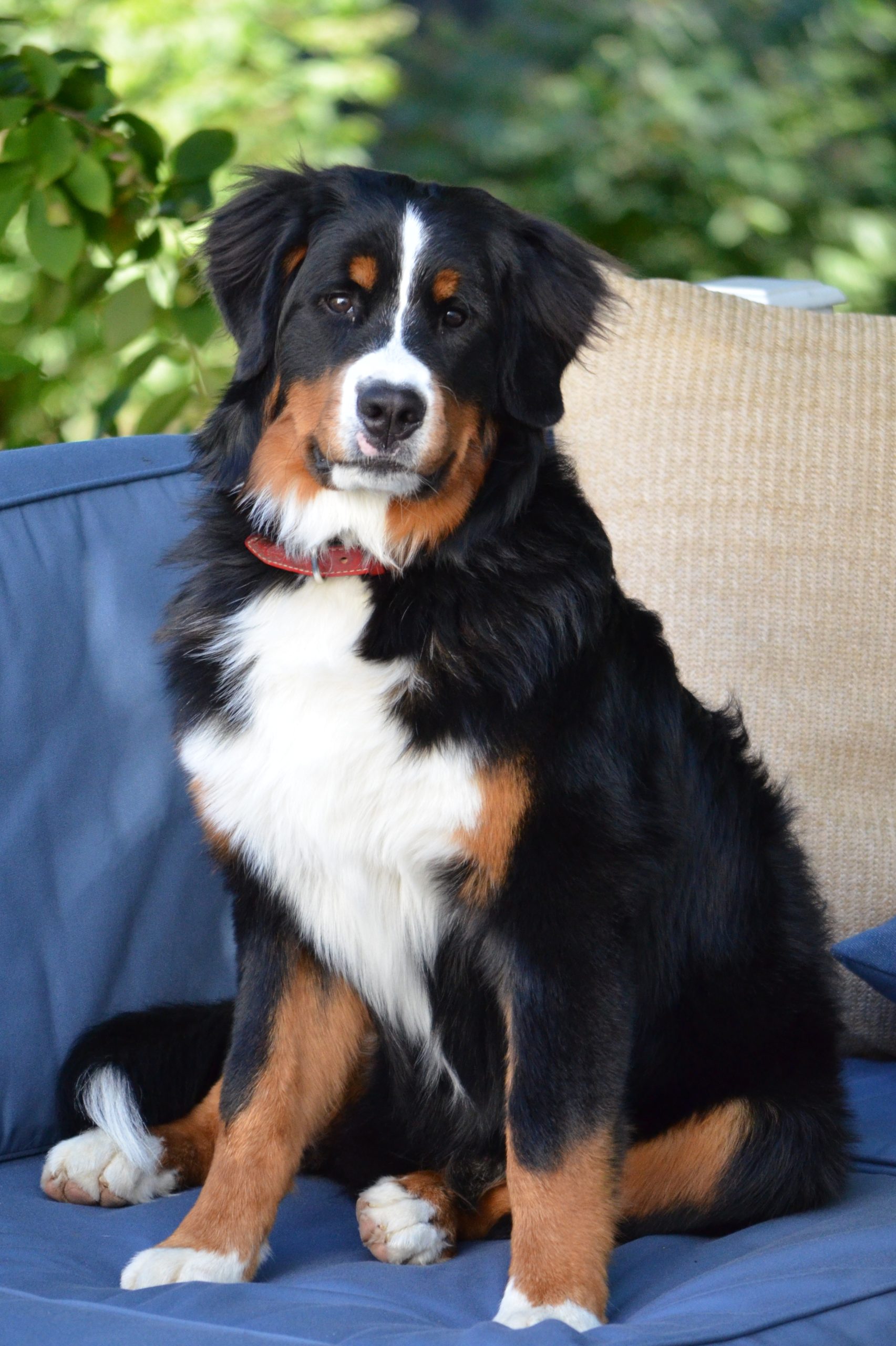 bernese mountain dog eating poop