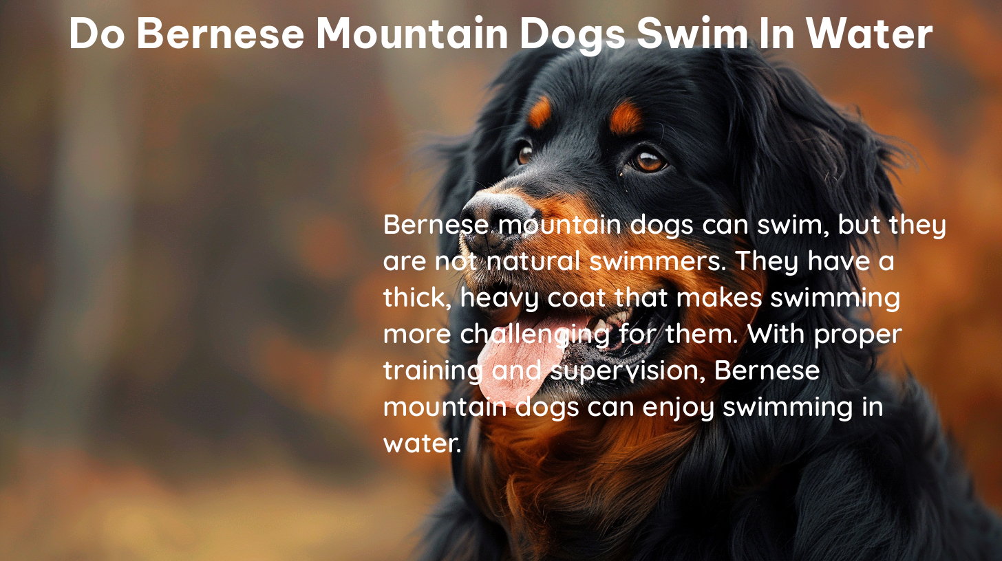 do bernese mountain dogs swim in water