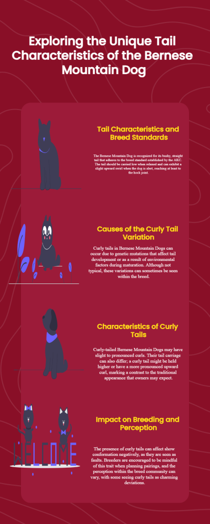 Bernese Mountain Dog Tail Curl infographic