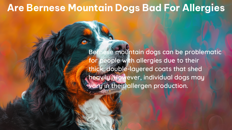 are bernese mountain dogs bad for allergies 1