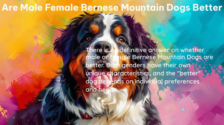 are male female bernese mountain dogs better