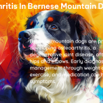 arthritis in bernese mountain dogs