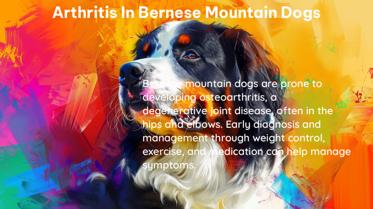 arthritis in bernese mountain dogs