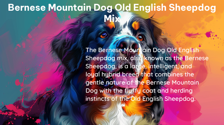 bernese mountain dog old english sheepdog mix