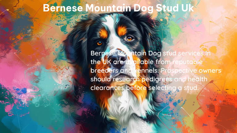 bernese mountain dog stud uk