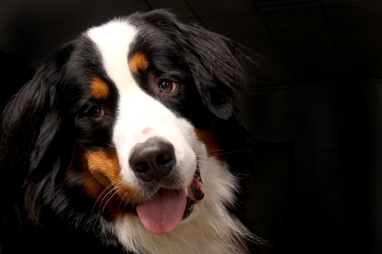 bernese mountain dog dont live long