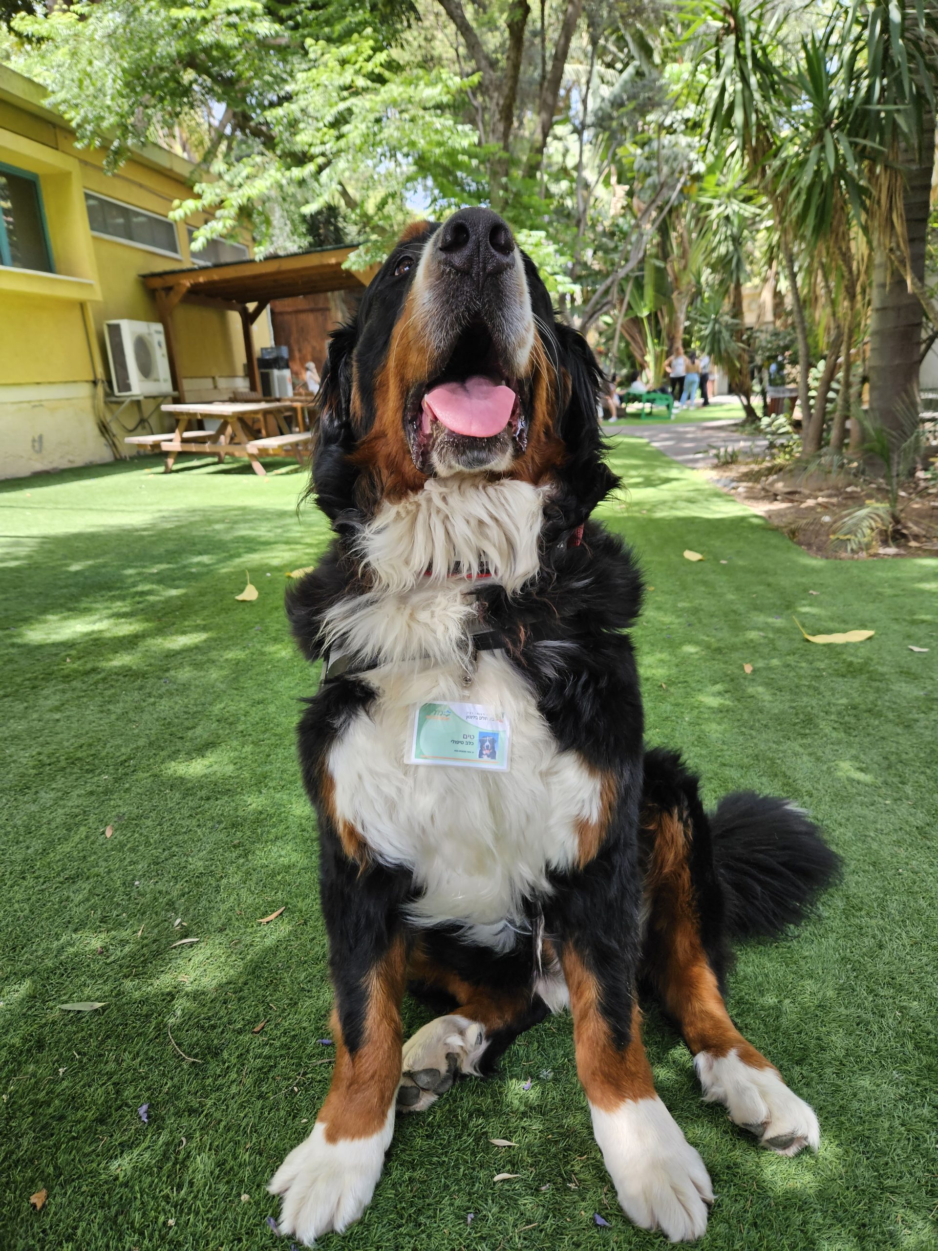 bernese mountain dog female in heat