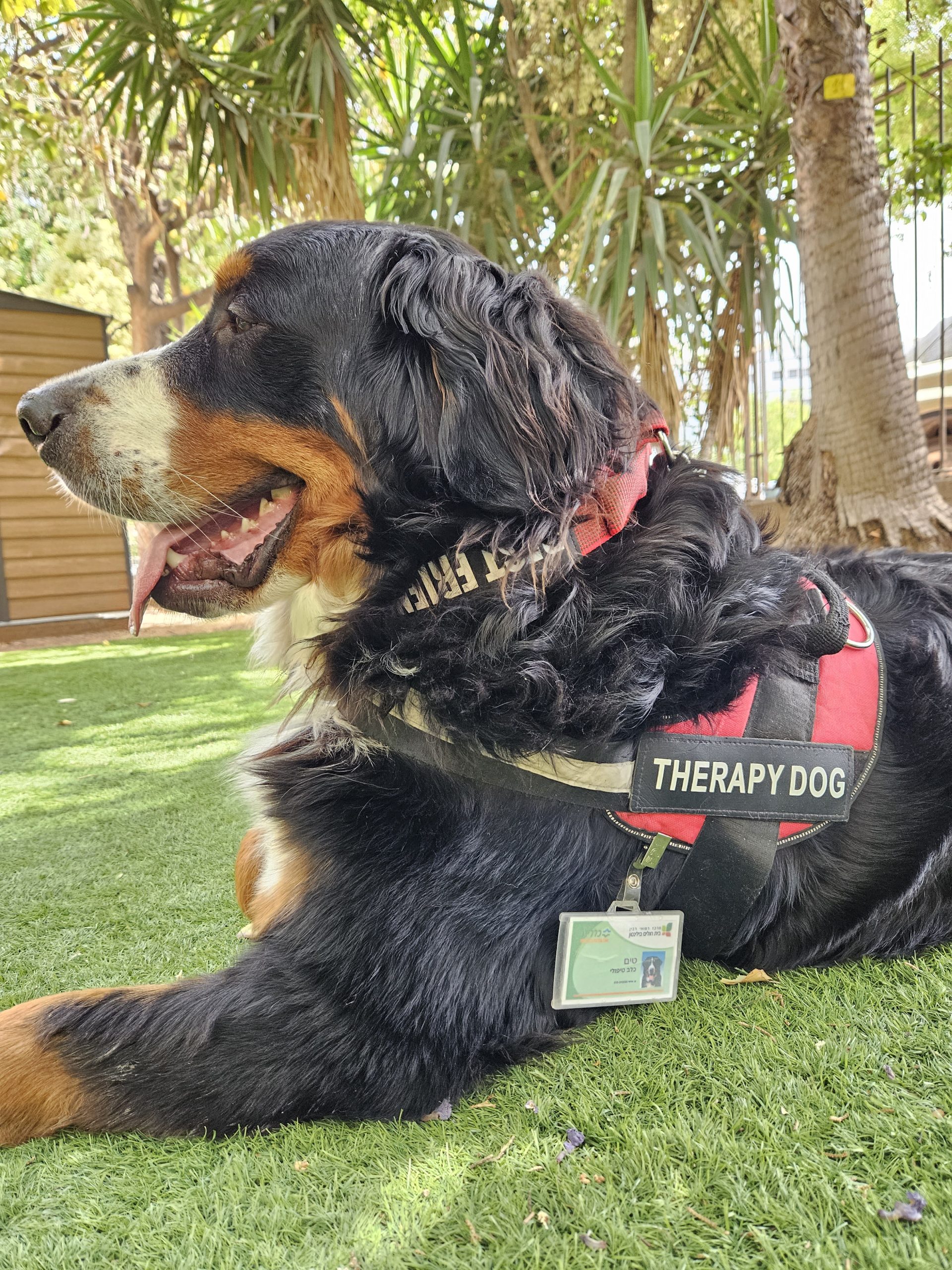 bernese mountain dog irish setter mix