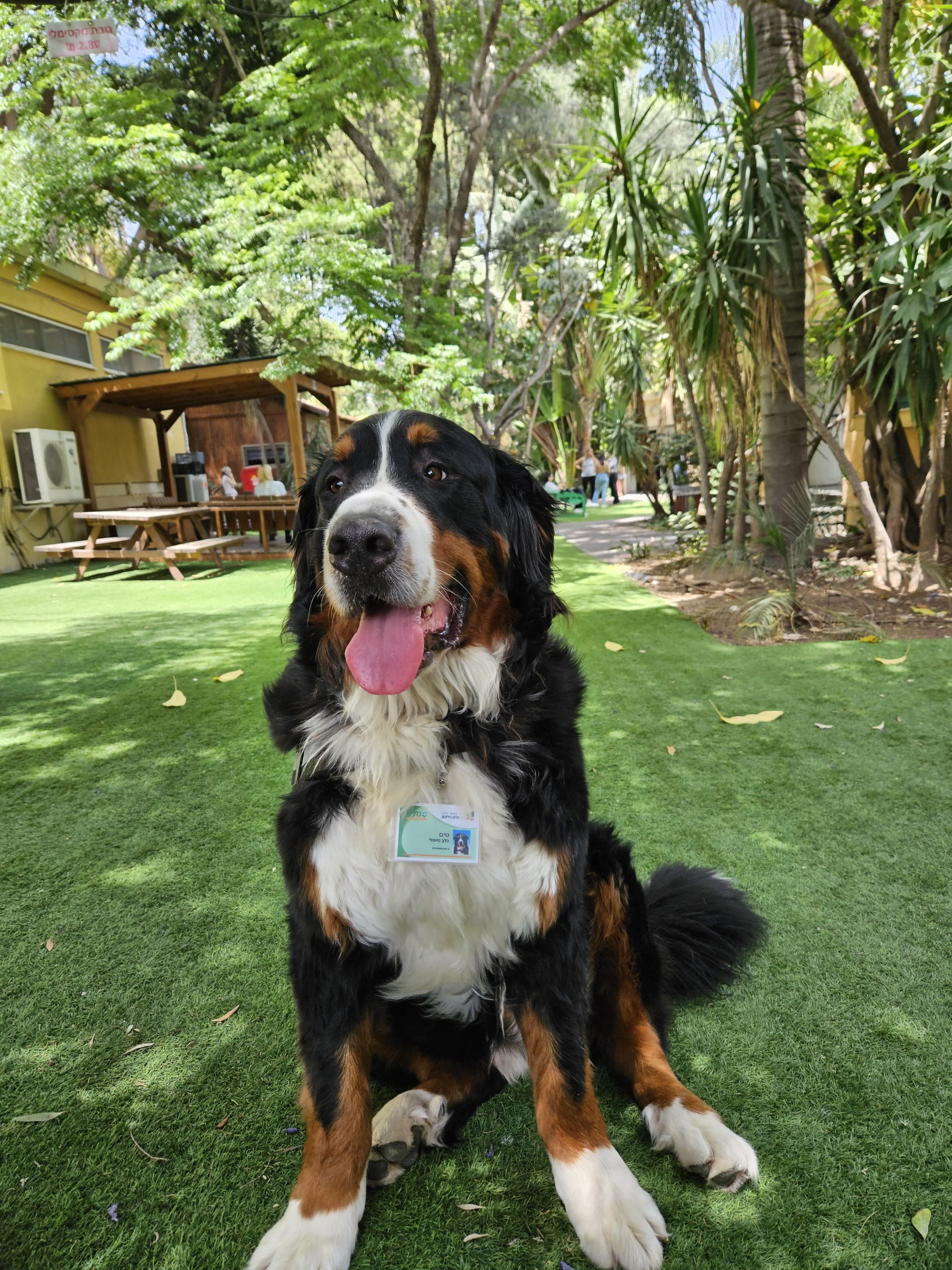 bernese mountain dog crossed with collie