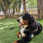 bernese mountain dog 20 1