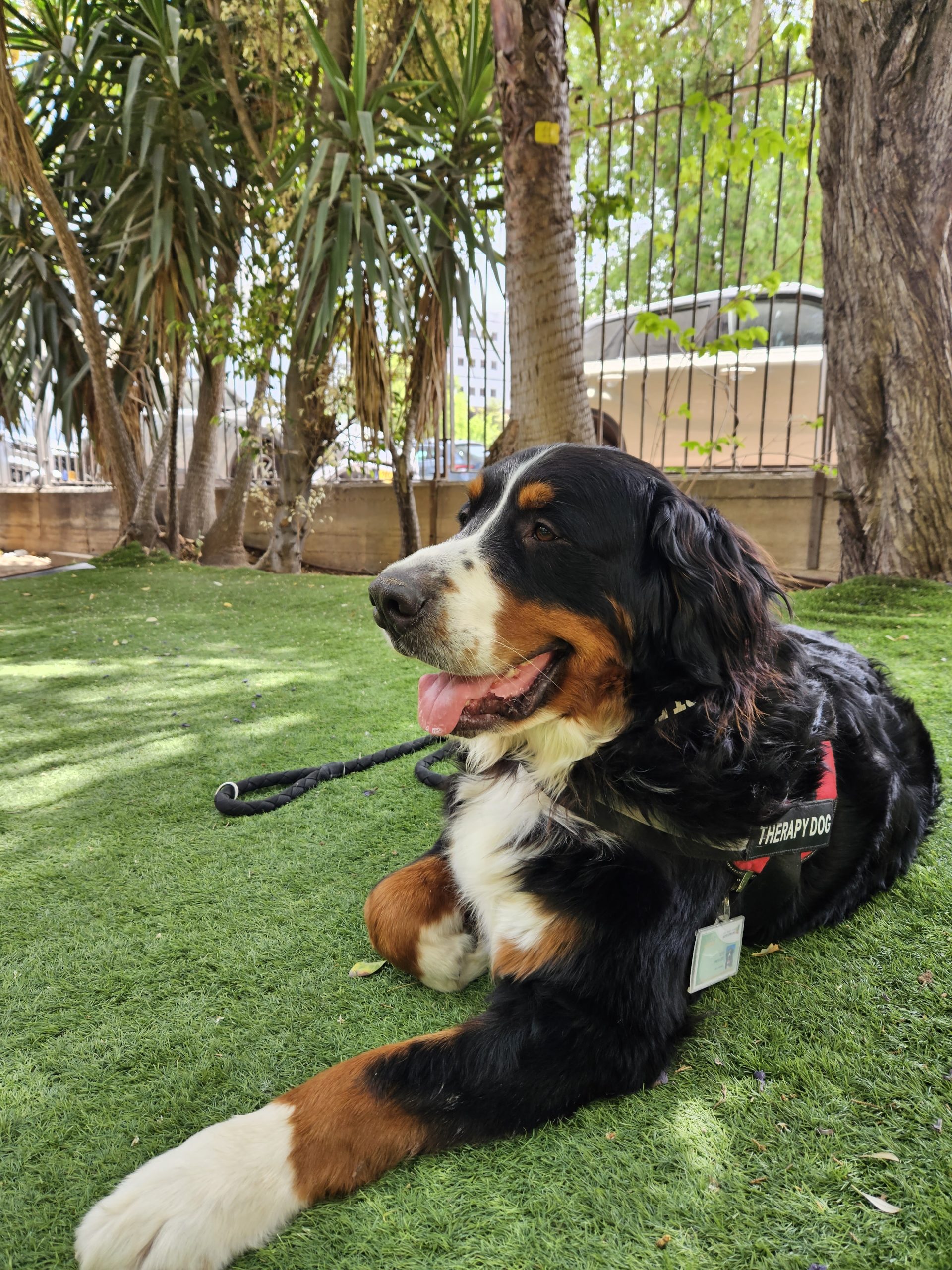 bernese mountain dog full grown compared to human