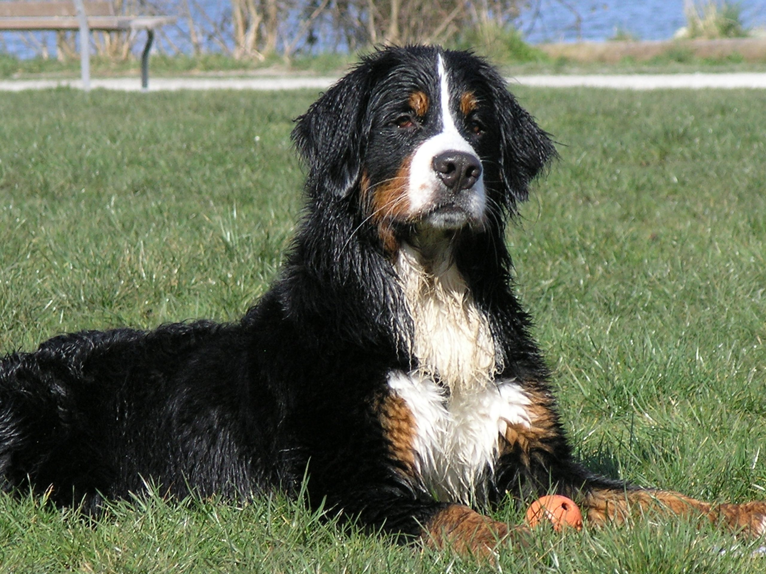 bernese mountain dog and baby looking out window