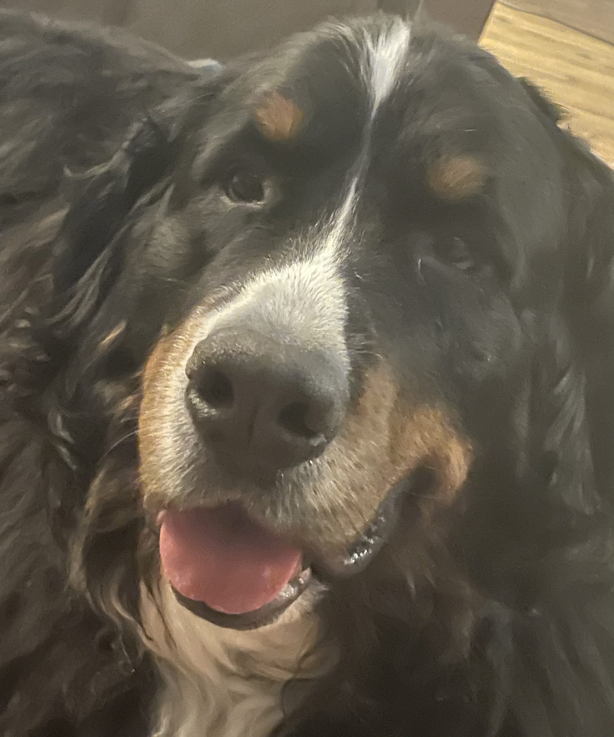 are bernese mountain dogs good therapy dogs