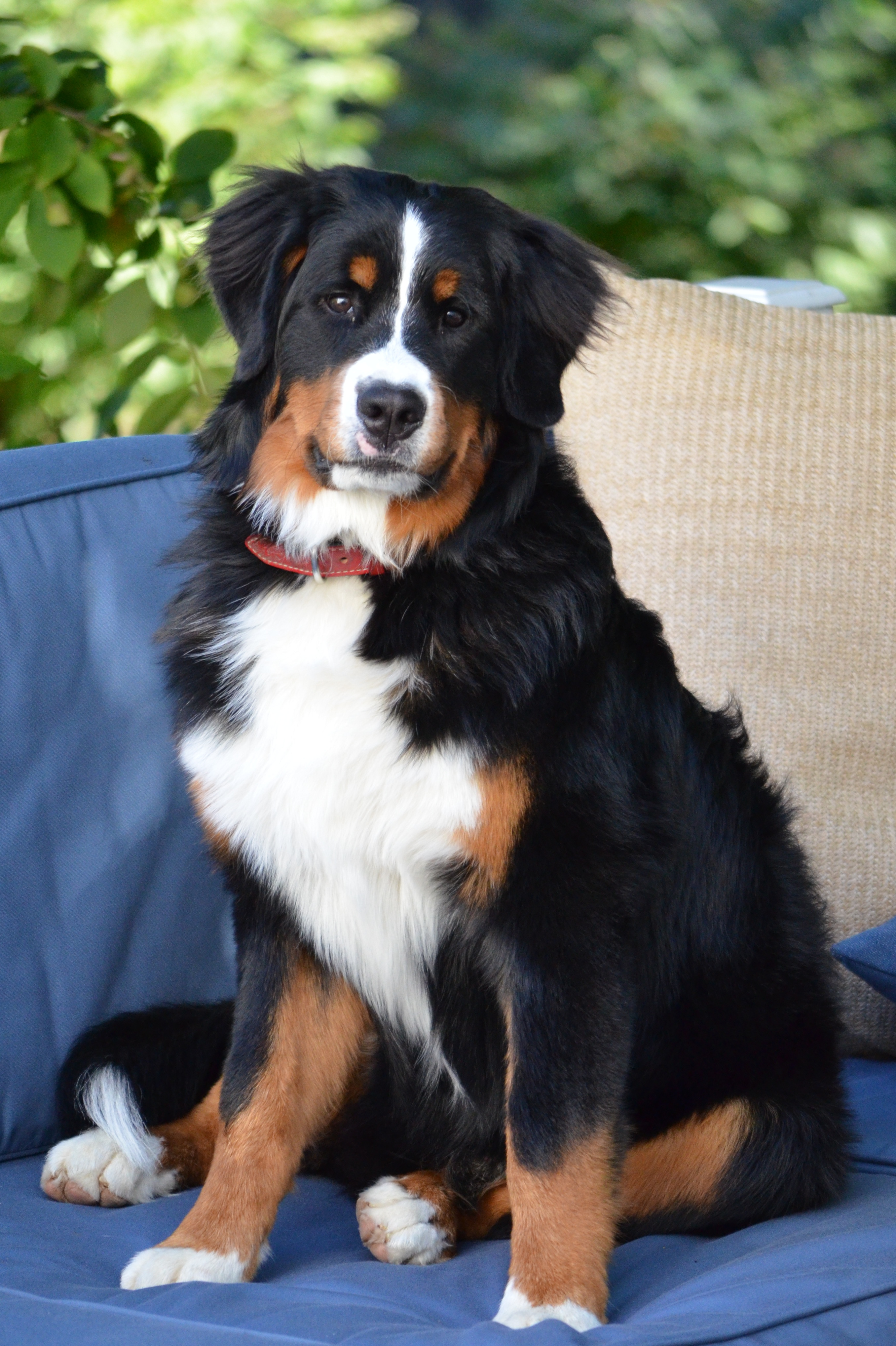 bernese mountain dog doodle full grown