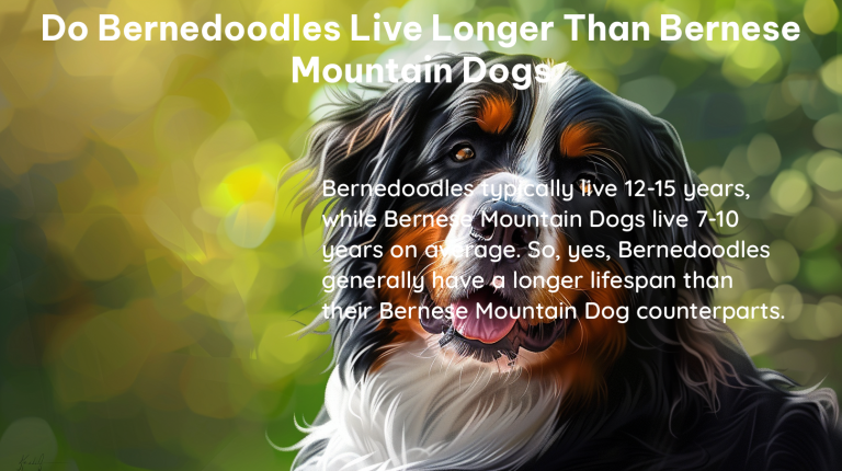 do bernedoodles live longer than bernese mountain dogs