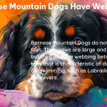 do bernese mountain dogs have webbed feet