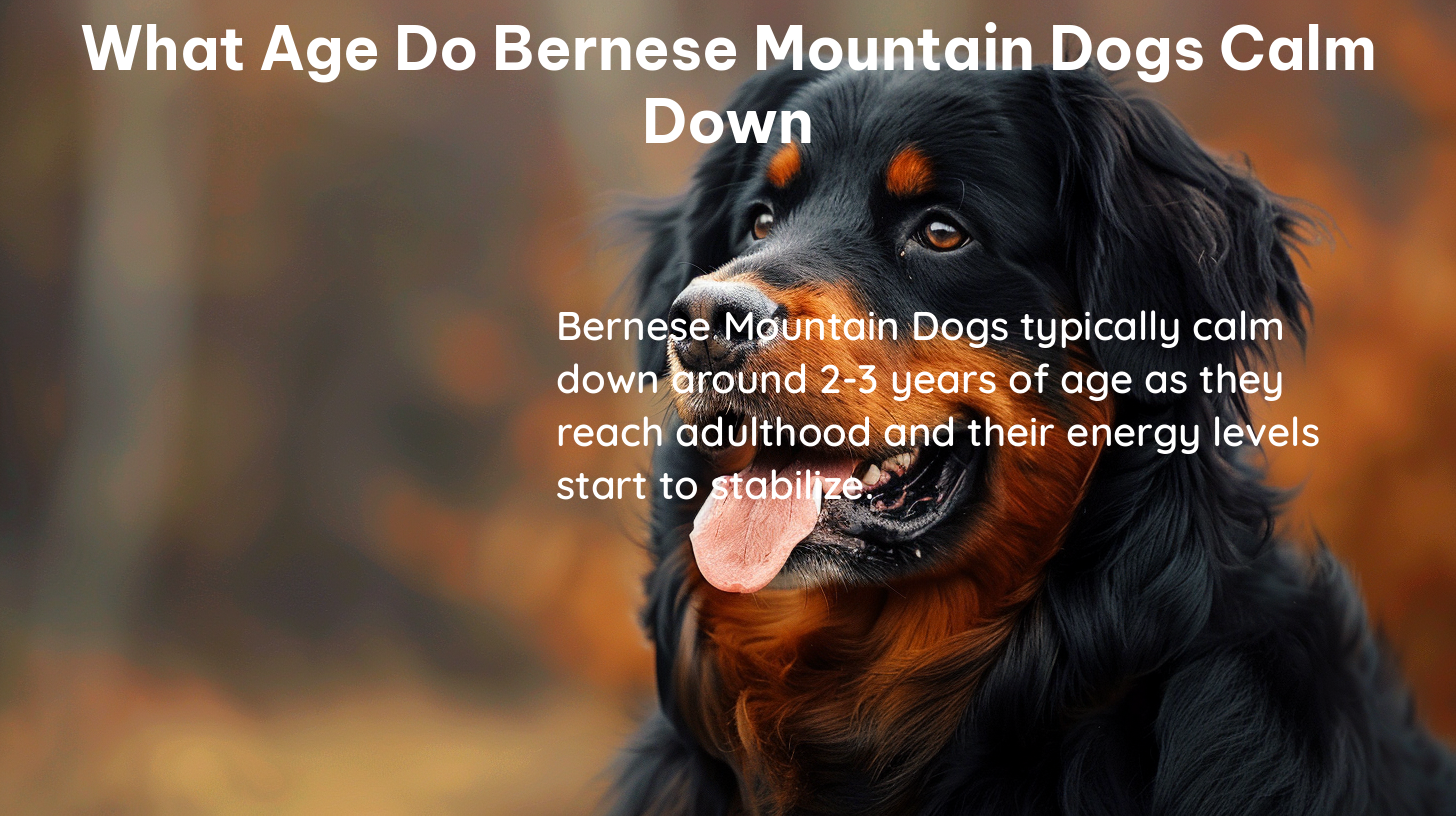 what age do bernese mountain dogs calm down