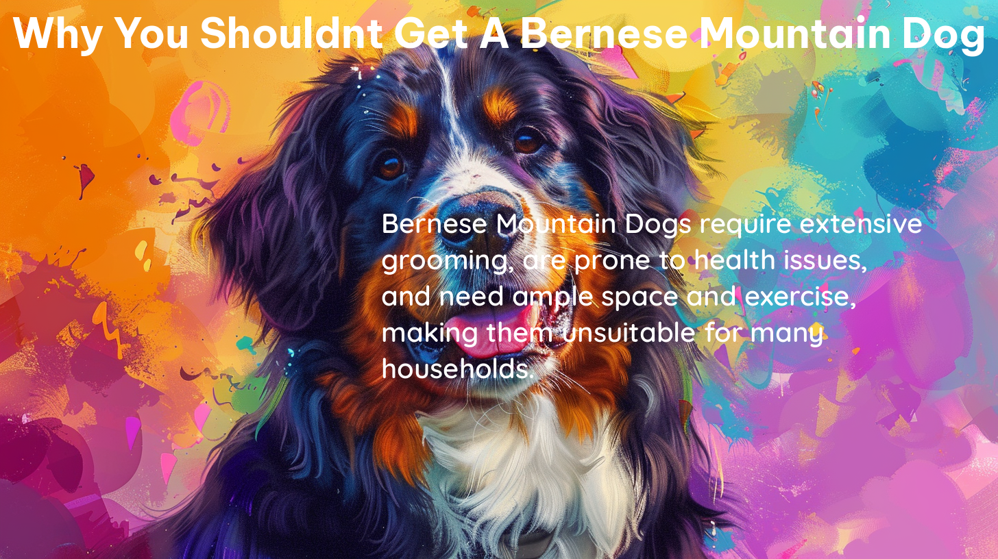 why you shouldnt get a bernese mountain dog