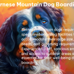 bernese mountain dog boarding