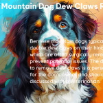 bernese mountain dog dew claws removed