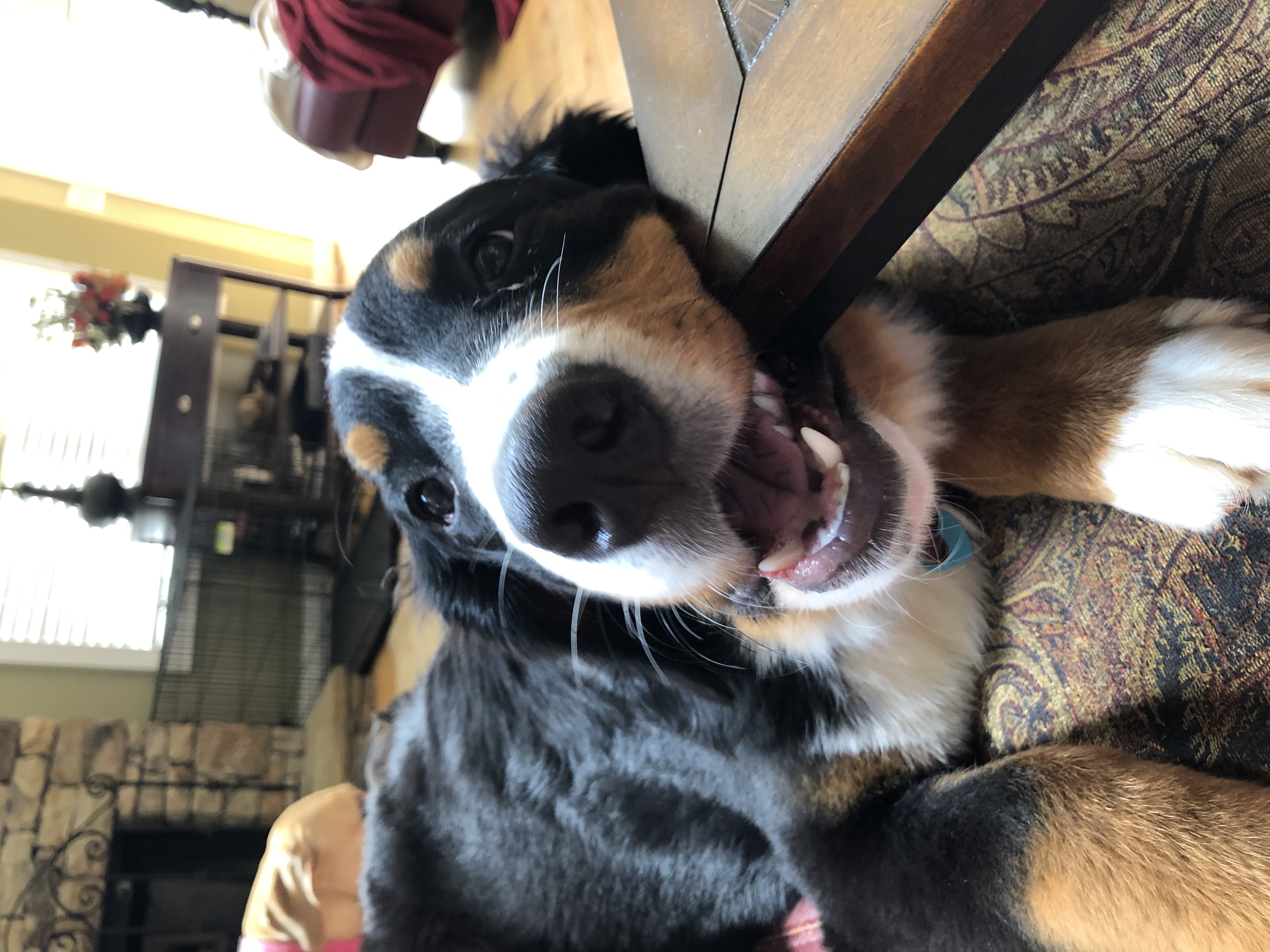 can bernese mountain dogs live in texas