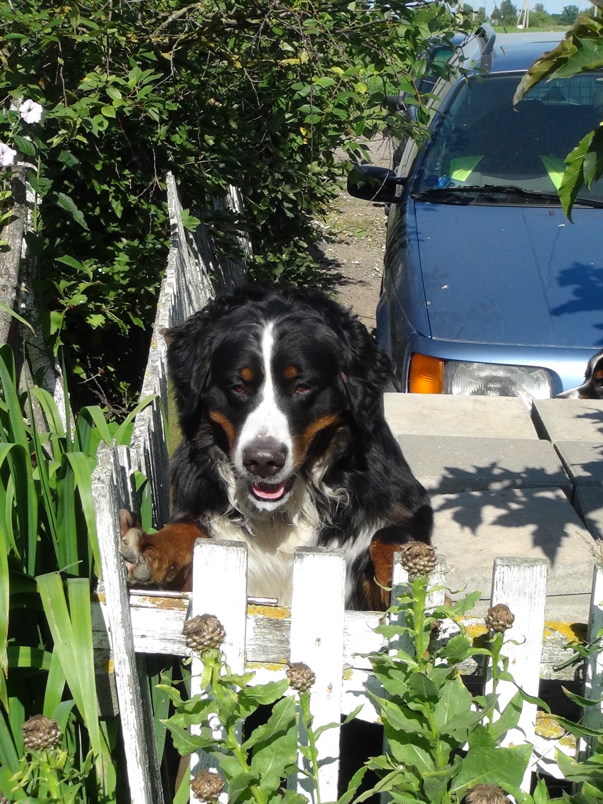 bernese mountain dog teeth cleaning