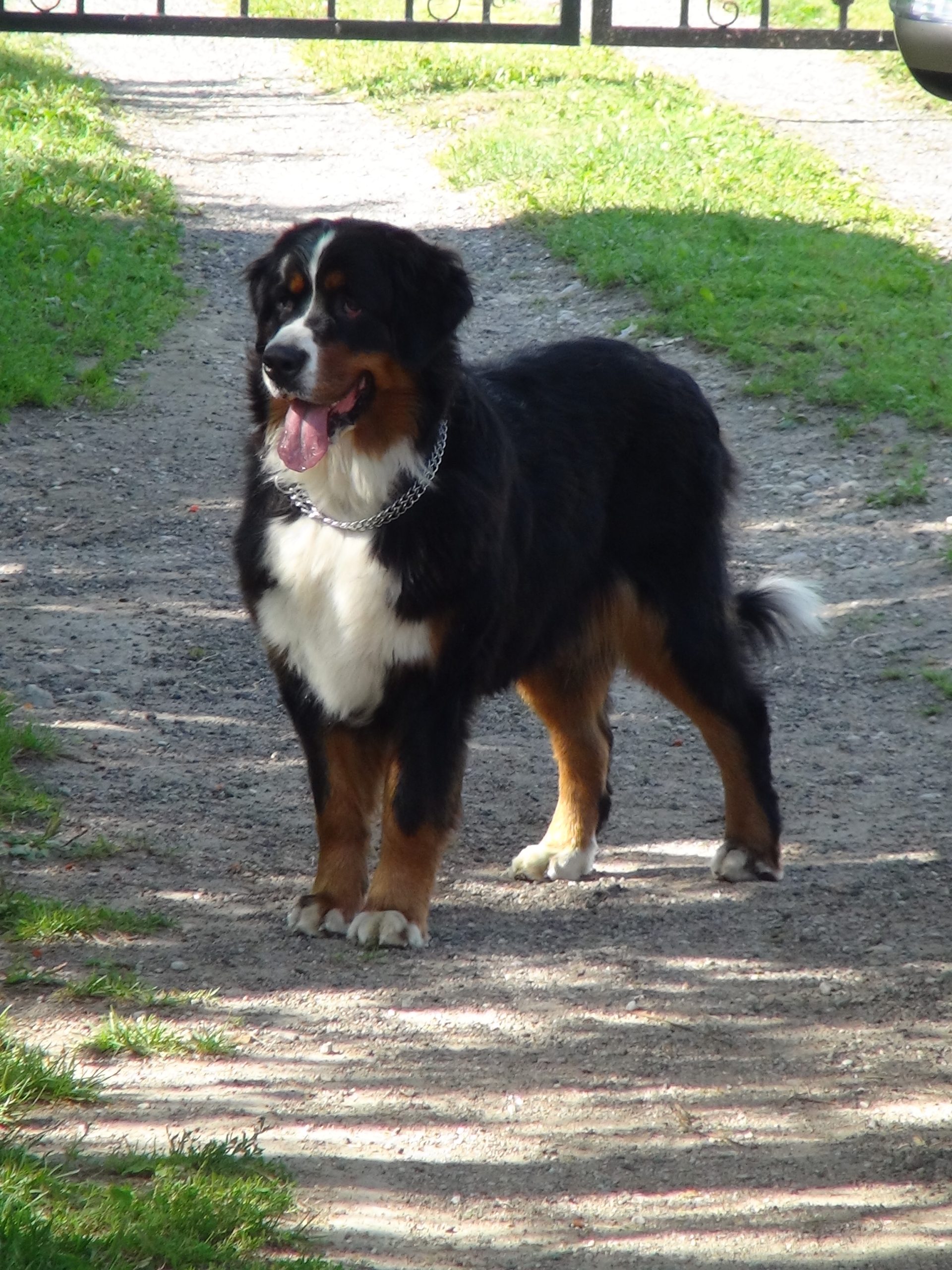 can bernese mountain dogs be left alone