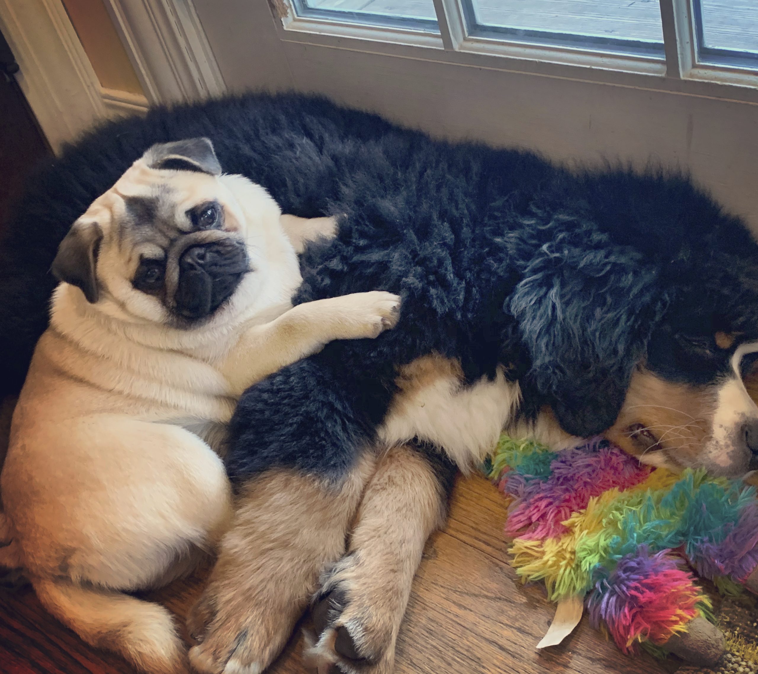 how hot is too hot for bernese mountain dog