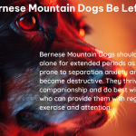 can bernese mountain dogs be left alone 2