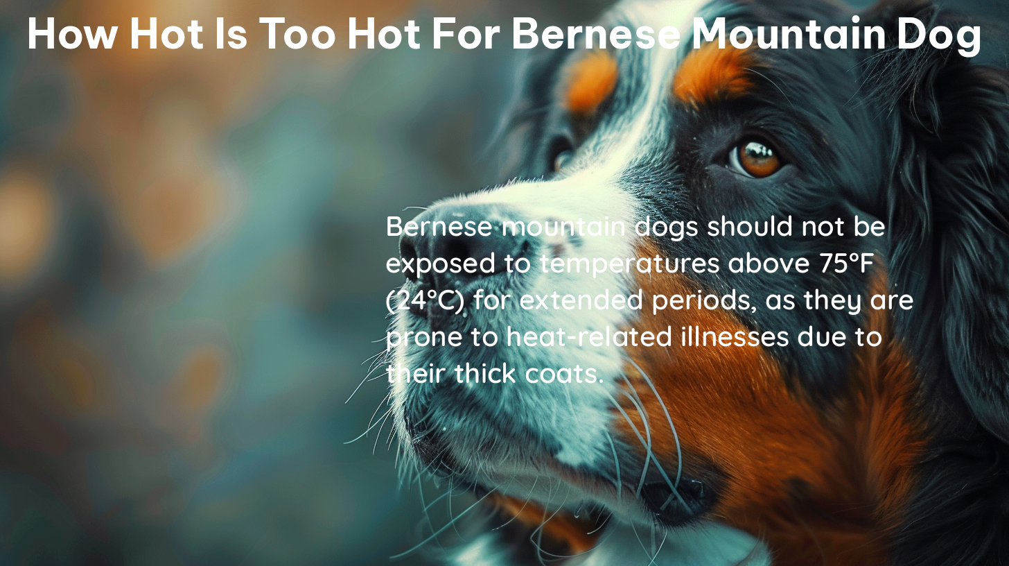 how hot is too hot for bernese mountain dog